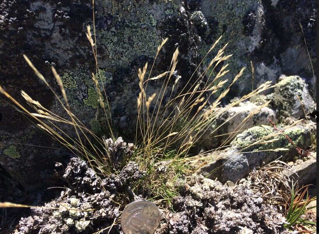 Feldmark grass is Australia's smallest grass and grows only in a small area in the NSW alpine area.