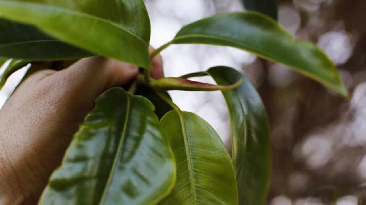 Moreton Bay Fig shoots for Restaurant Orana