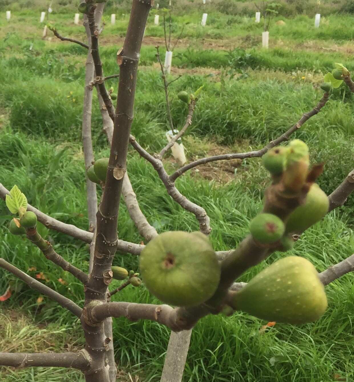 Unripe figs may soon become food for birds and bats