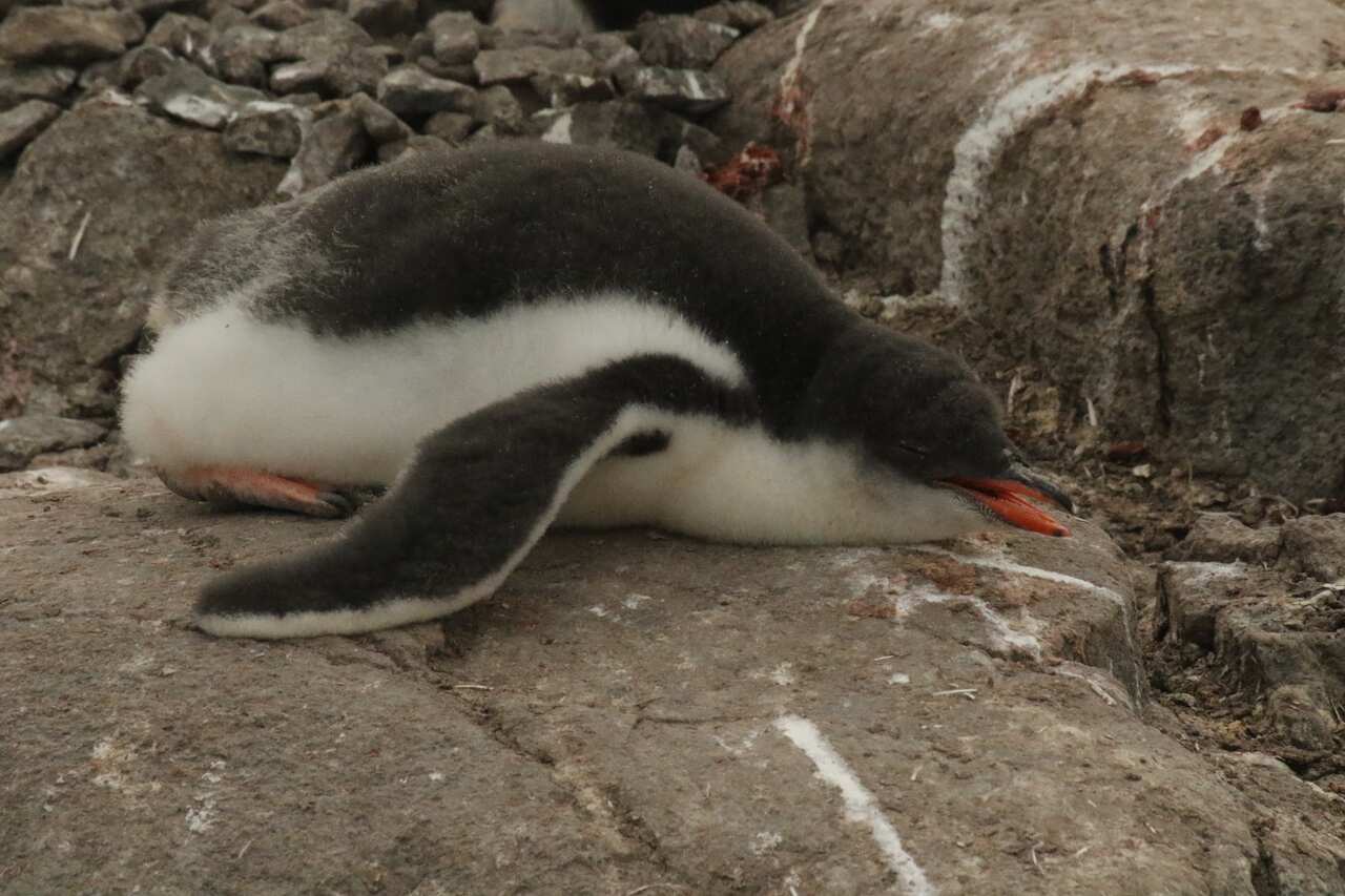 Heat-stressed Gento penguin chick