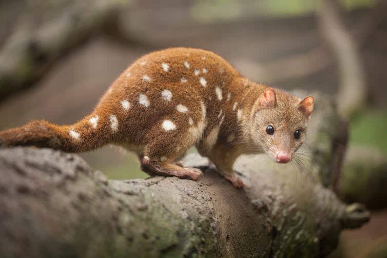 All four species of quoll have declined dramatically in numbers because of habitat loss or change across Australia, and introduced predators such as foxes and cats.