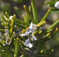 The back legs and side of the abdomen of this wild bee are covered in rosemary pollen.