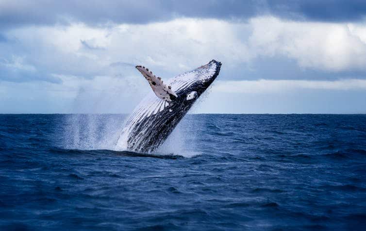 In the Southern Ocean, the ban on commercial whaling has helped some populations of humpback whale increase by 10% per year.