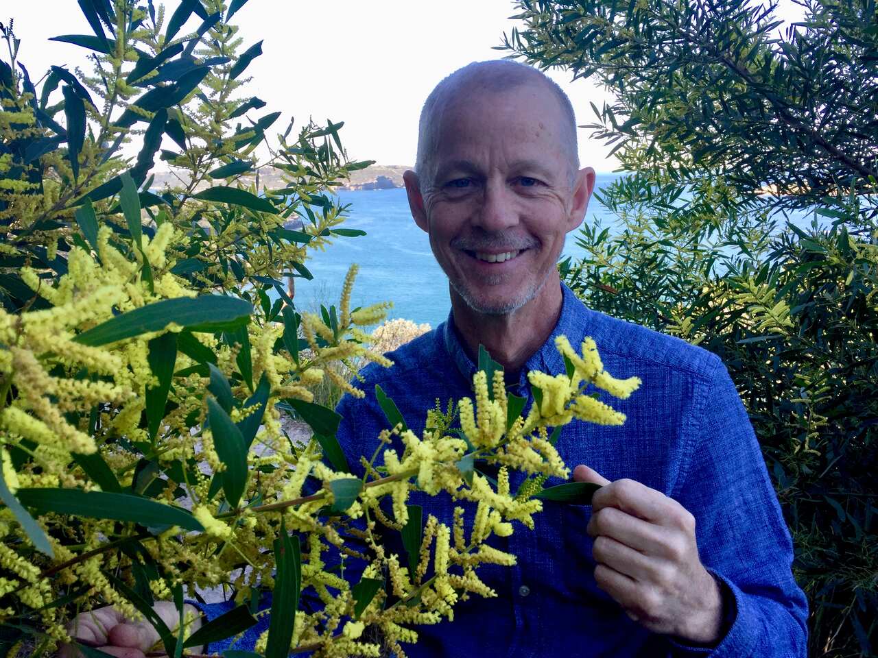 Dr Brett Summerell with spring flowering wattle on Sydney's Middle Head.