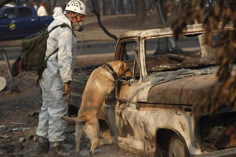 A search and rescue dog searches for human remains at the Camp Fire. More than 1000 people are now missing, following the huge blaze.