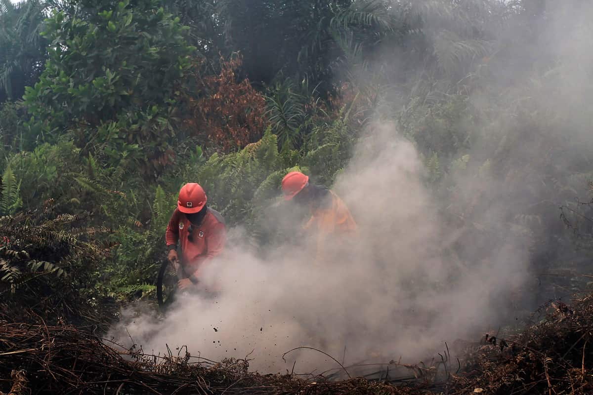 Nearly every year, Indonesian forest fires spread health-damaging haze across the country and into neighboring Malaysia and Singapore. The fires are often started by smallholders and plantation owners to clear land for planting.