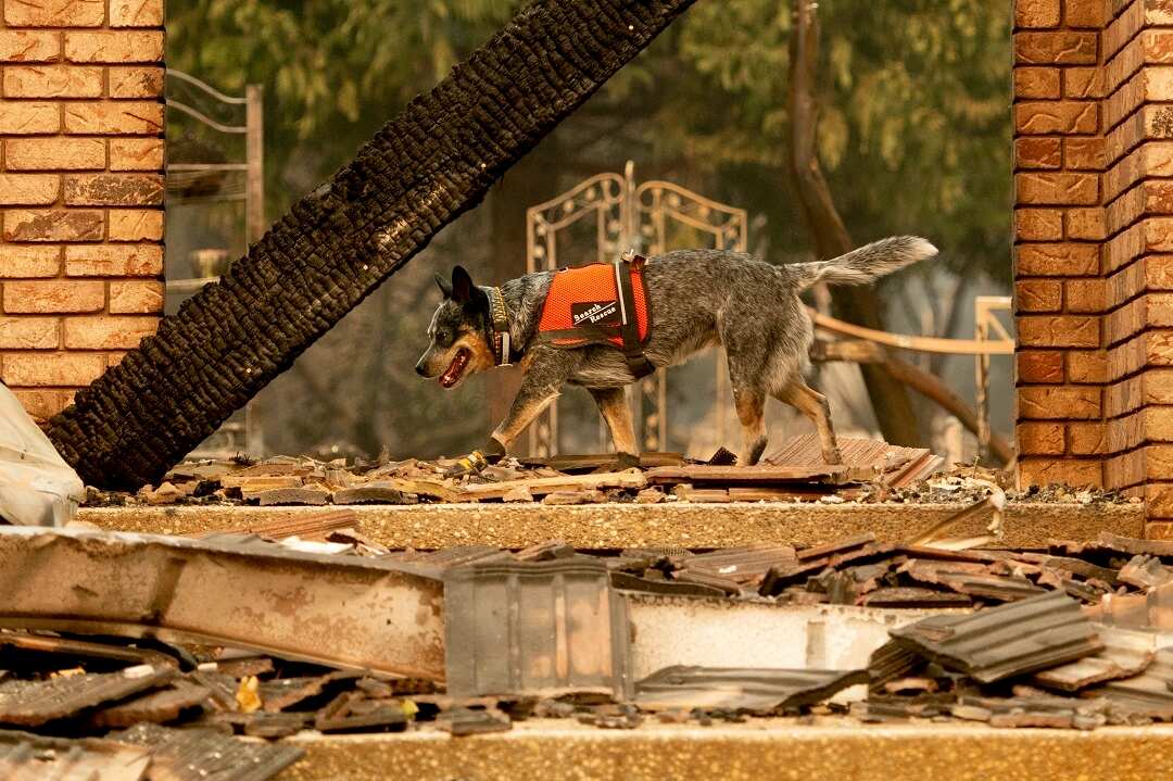 A cadaver dog searches for victims of the Camp Fire in Paradise, Calif., on Thursday, Nov. 15, 2018. (AP Photo/Noah Berger)