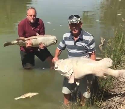 The mass deaths of fish in far western NSW is being described by residents as a man-made disaster due to the draining of lakes in the Darling River system.Rob McBride and Dick Arnold were filmed standing in the Darling River at Menindee amid dead fish.