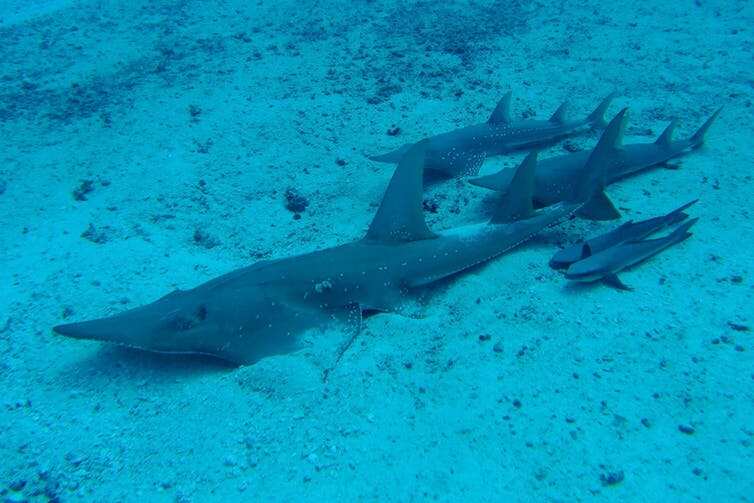 Bottlenose wedgefish in Raja Ampat, Indonesia.