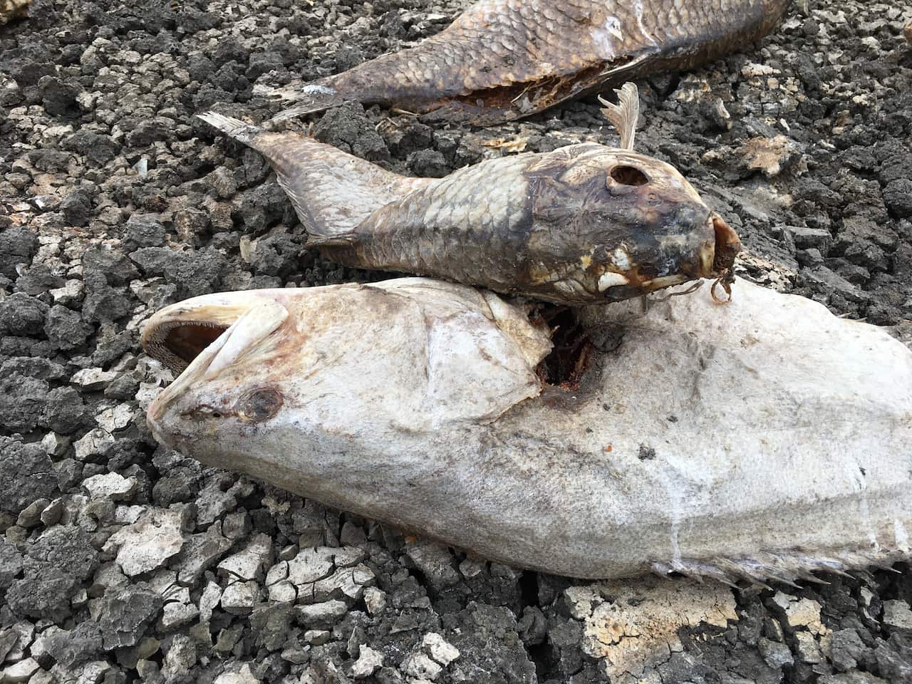 Dead fish found on the riverbank by the filmmaker pair.