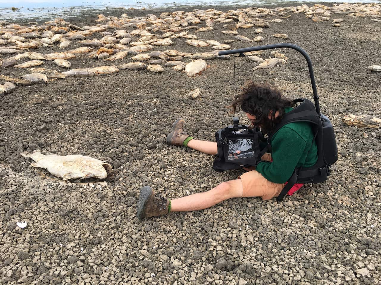 Filmmaker Rory McLeod shoots video of the dead fish in northern NSW.