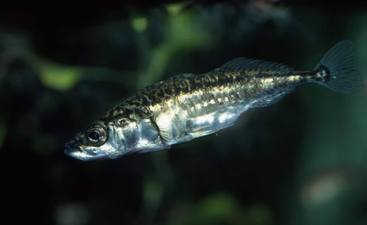 The study focused on the three-spined stickleback.