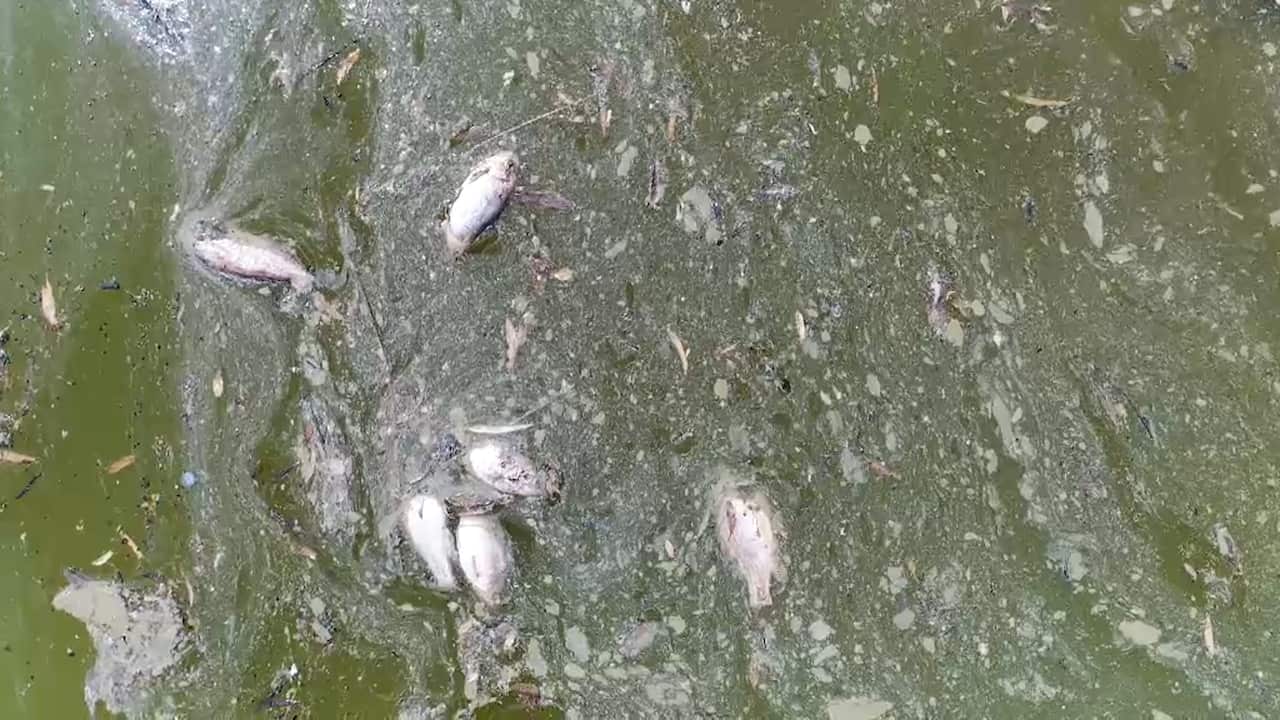  Up to a million fish have died in a far west NSW river.