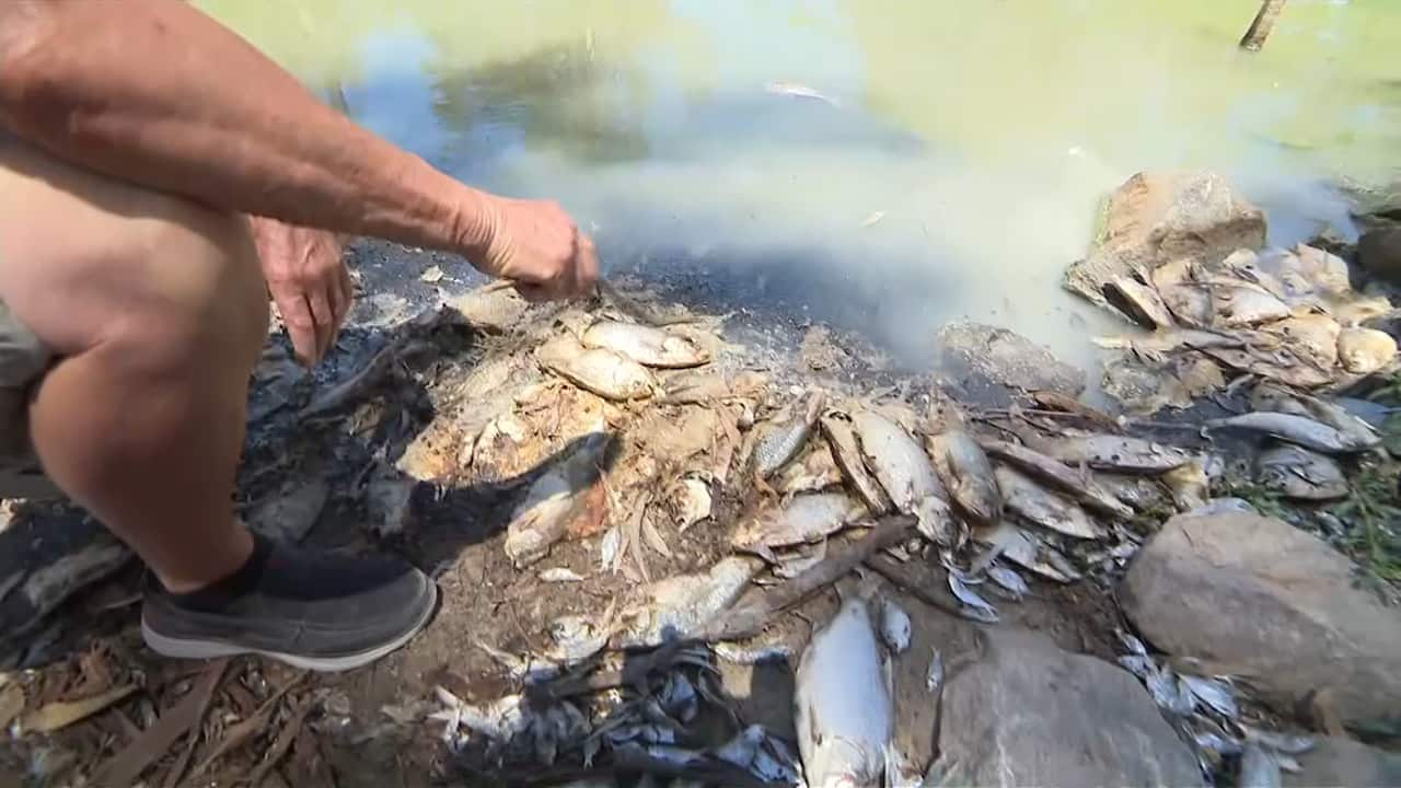 The fish were killed by a toxic bloom of blue-green algae.