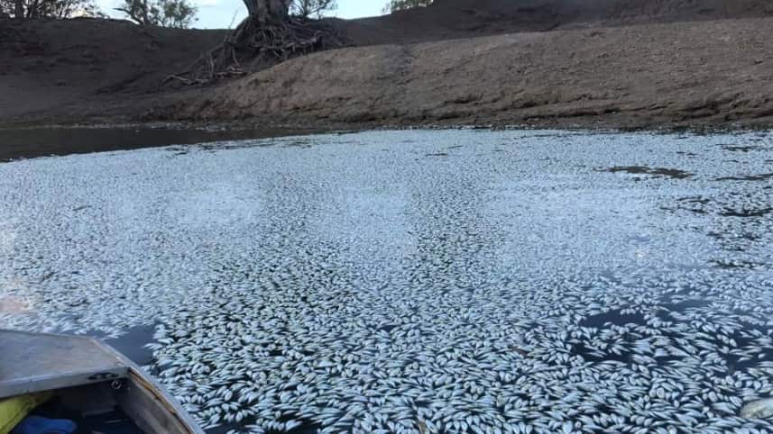 The NSW government has confirmed a second wave of fish deaths.