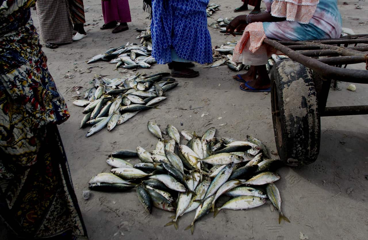 Because many informal fishermen do not register with the authorities, official statistics are incomplete, say Greenpeace.