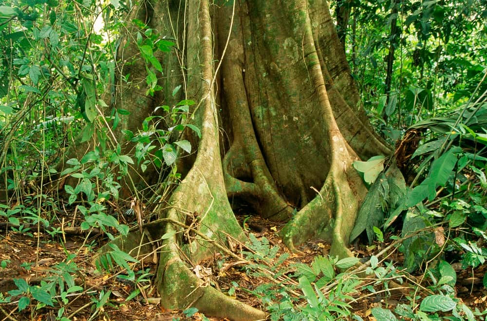 Costa Rica RAINFOREST