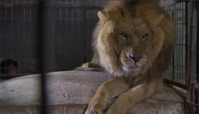 A Lion at the Rafah zoo located in the Gaza Strip.