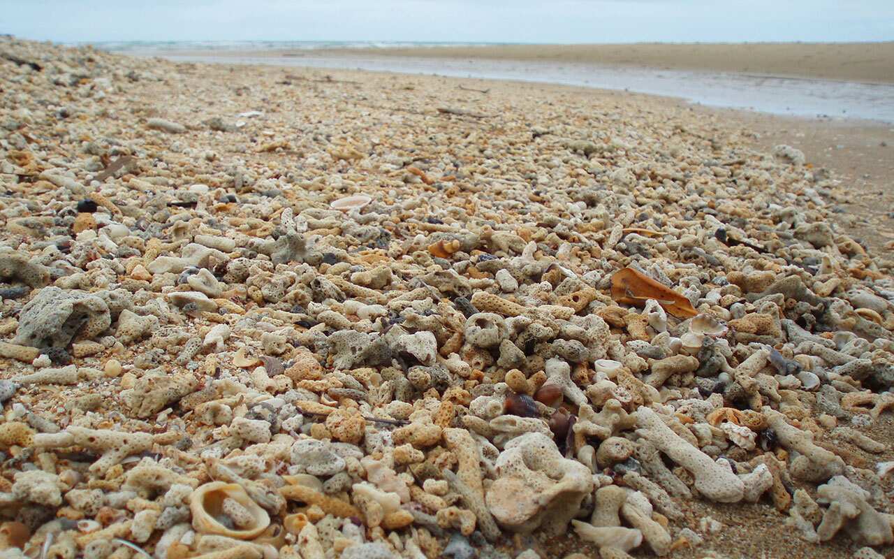 Washed up coral from the Great Barrier Reef said to be a result of reef bleaching.
