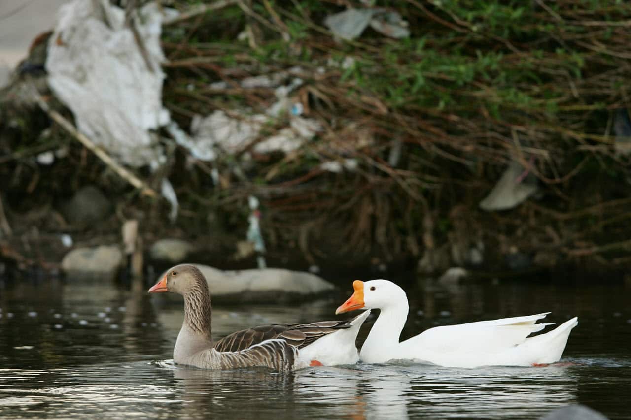 Geese swim past some of the many thousands of one-use plastic bags left hanging on trees year-round in the Los Angeles River channel.
