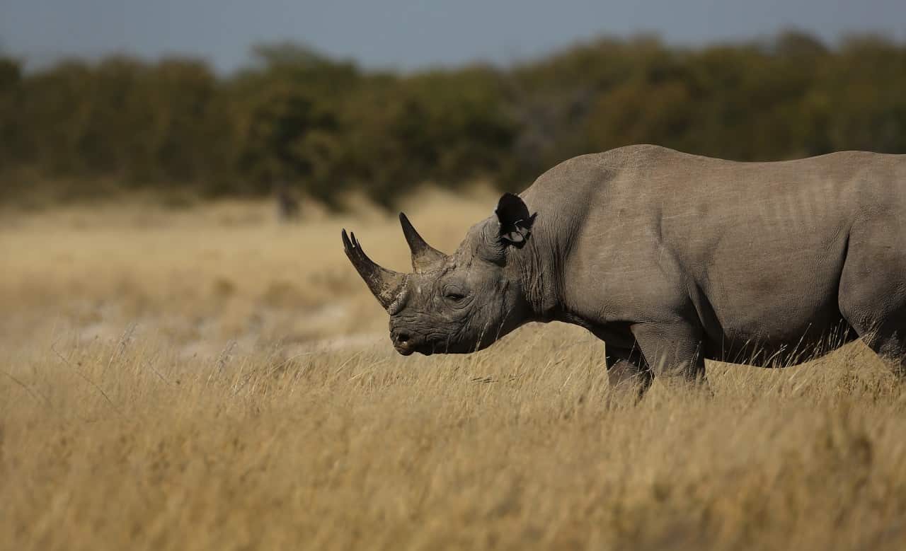 Mr Peyerk paid a Namibian wildlife conservation organisation to shoot and kill a black rhino.