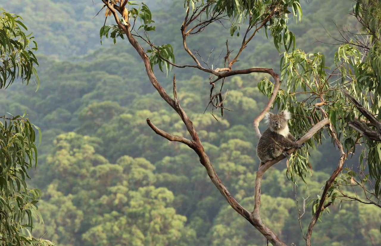 Land clearing is one of the major factors in the decline of the koala population.