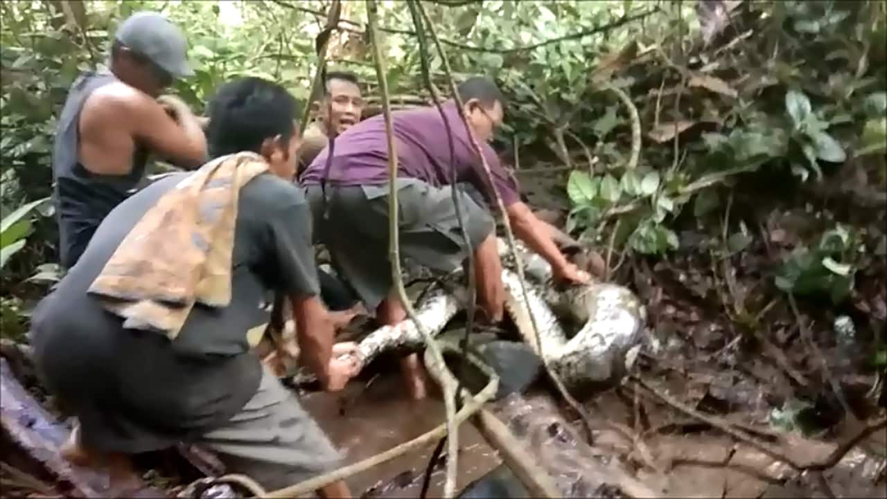 Villagers try to capture a large python in Padang Pariaman, in West Sumatra.