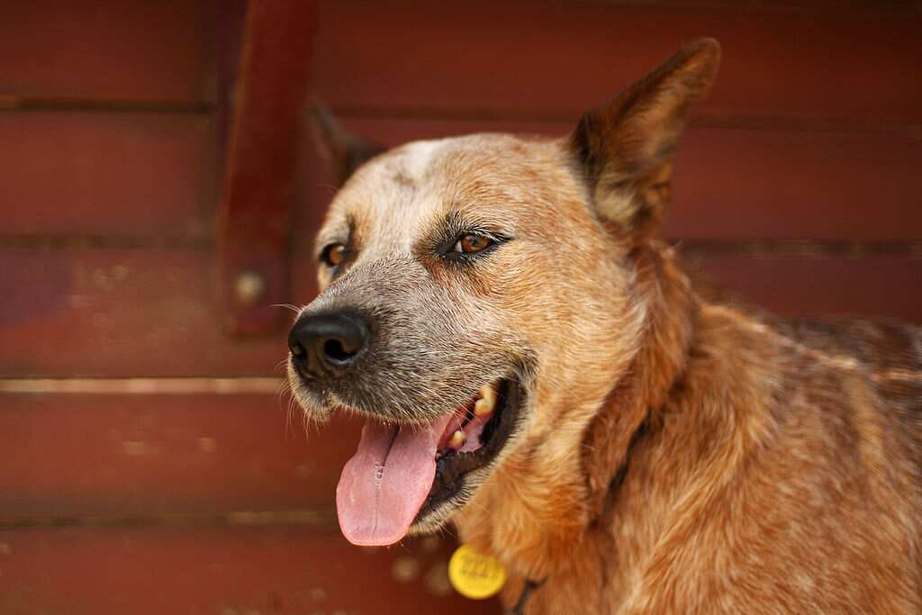A dog in outback Queensland