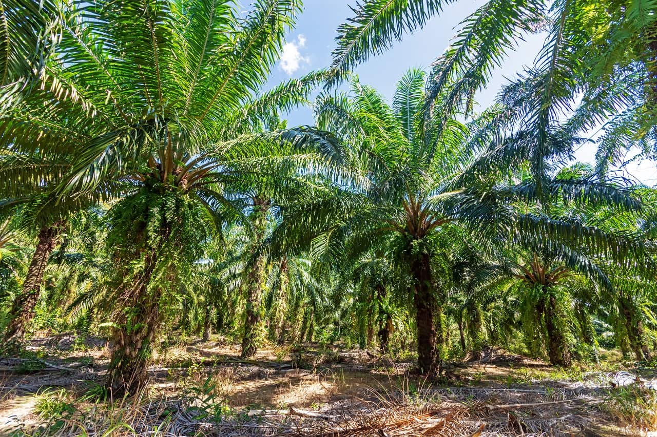 Palm oil is found in around 50 per cent of products on Australian supermarket shelves.
