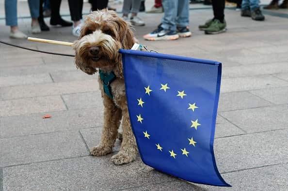 A dog holds an European flag outside the European Parliament as people wait for the European elections results in Brussels on May 26, 2019. (Photo by JOHN THYS / AFP) (Photo credit should read JOHN THYS/AFP/Getty Images)