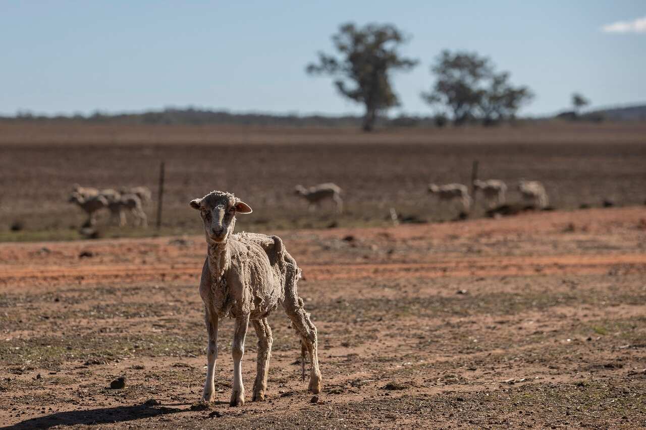 A sheep weak with hunger stands on a severely drought affected property near Coonabarabran. Farmers have begged for federal intervention.