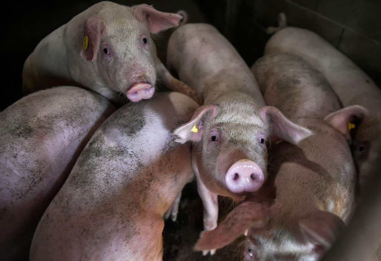 Authorities say backyard pig farming is allowing the epidemic to spread across other nations.
