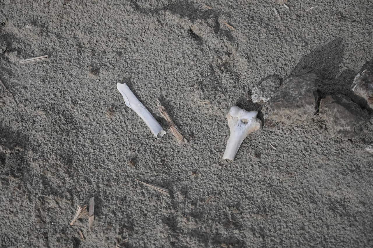 Bones are discovered at the site where a Uighur cemetery once stood at Shayar in the region of Xinjiang.