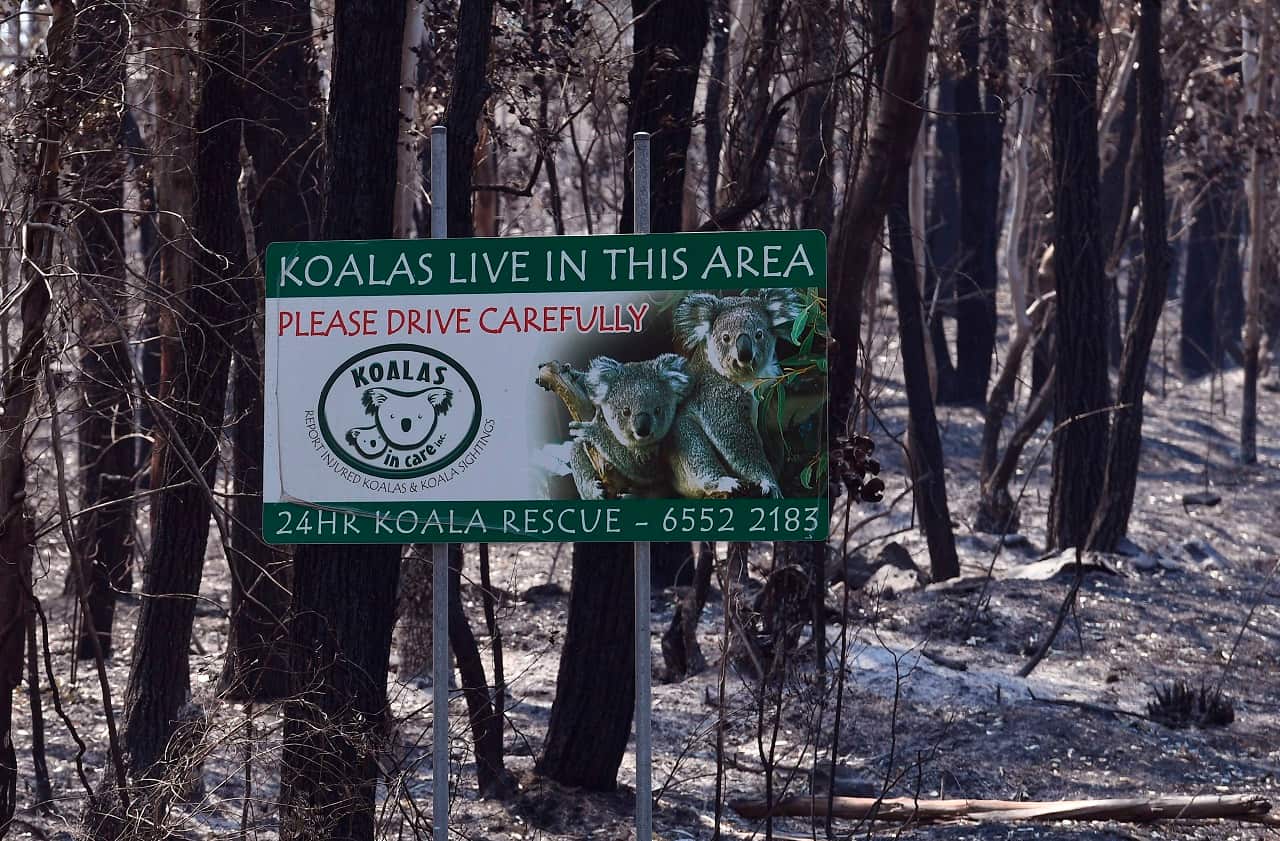 A sign, indicating koalas live in the area, stands in a burnt out forest near the town of Taree.