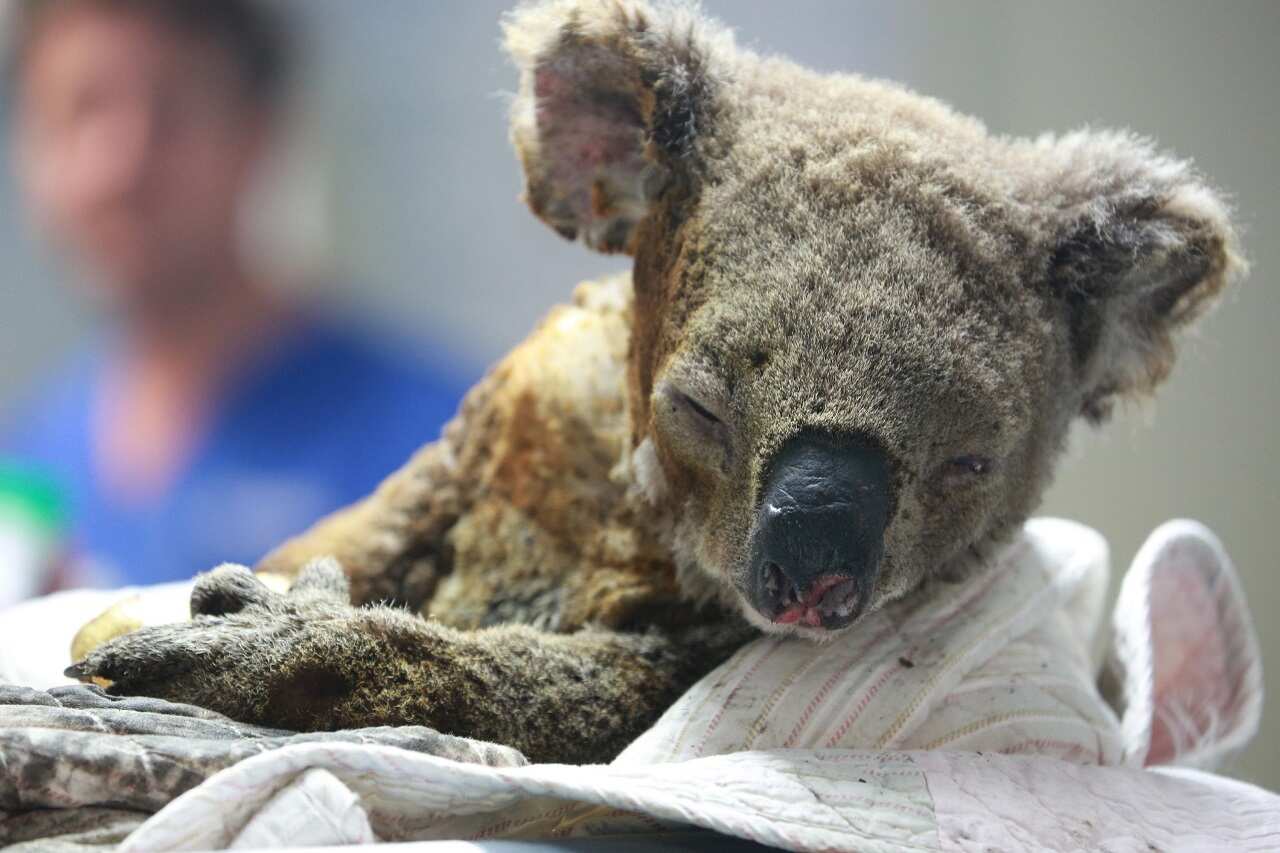 An injured koala receives treatment after its rescue from a bushfire at the Port Macquarie Koala Hospital.