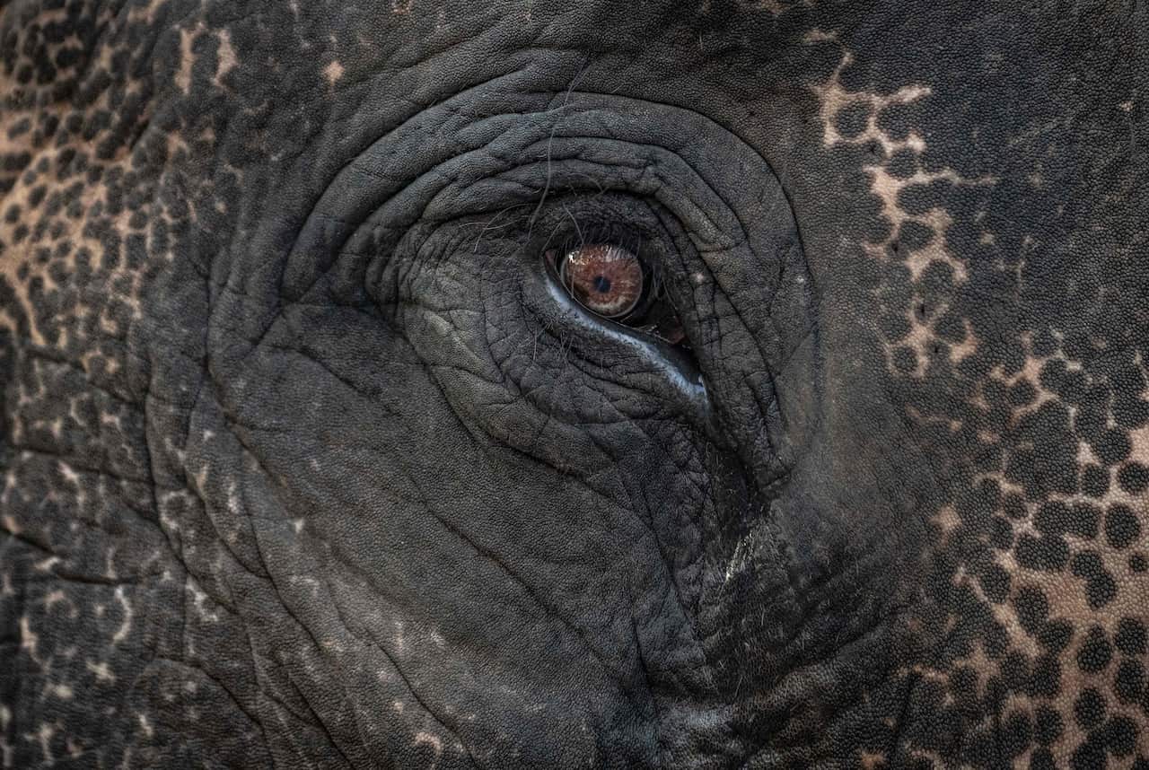 One of the elephants in Ayutthaya on Monday.