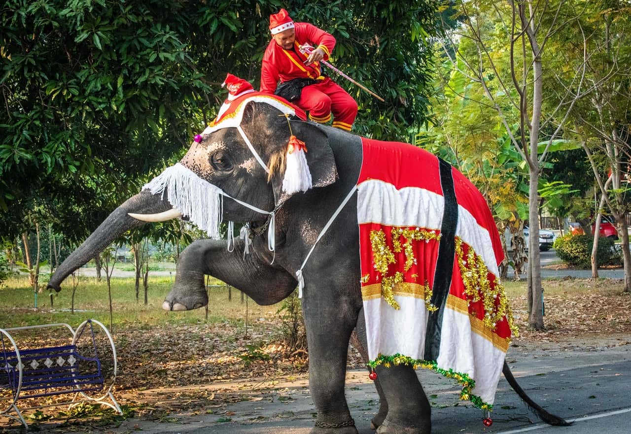 An elephant during the performance. 