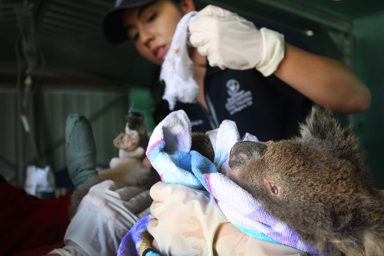 Veterinarian Angela Scott treats a koala for bushfire burns at the Kangaroo Island Wildlife Park on 8 January, 2020.