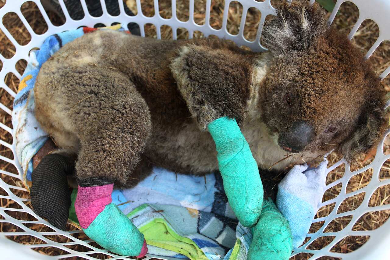An injured koala rests in a washing basket at the Kangaroo Island Wildlife Park on 8 January, 2020.