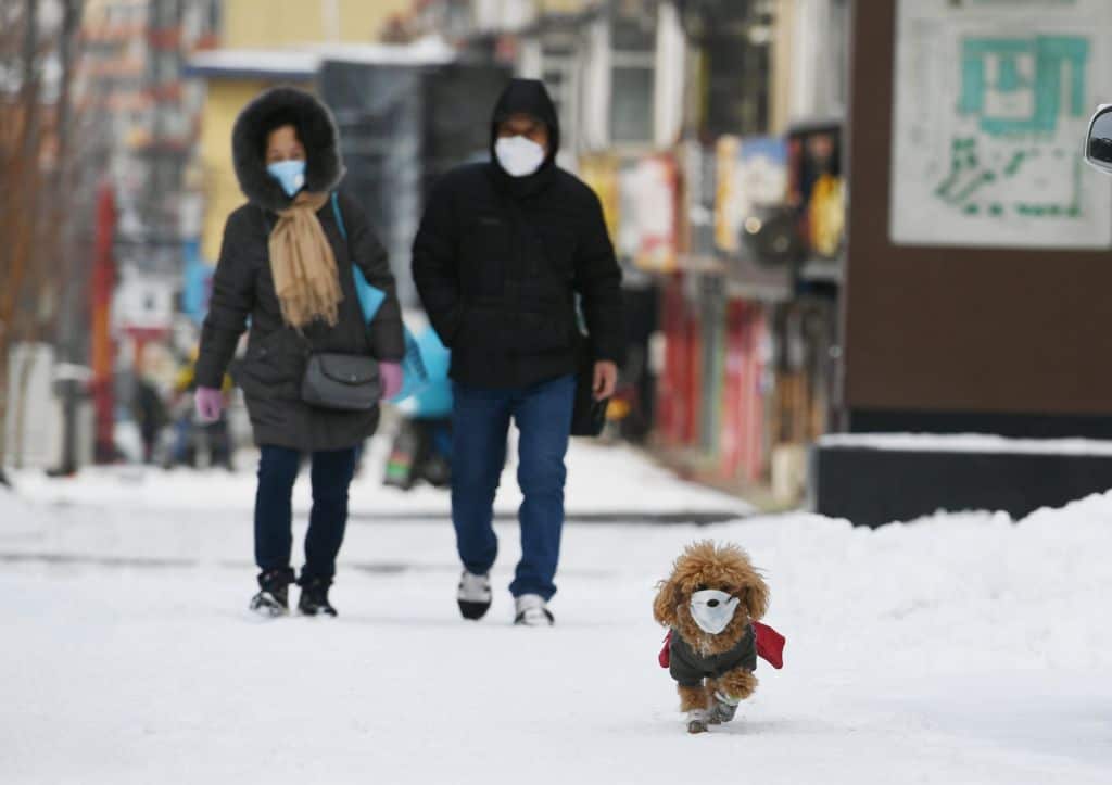A pet dog wearing face mask walks with owner on snow amid novel coronavirus outbreak in China.
