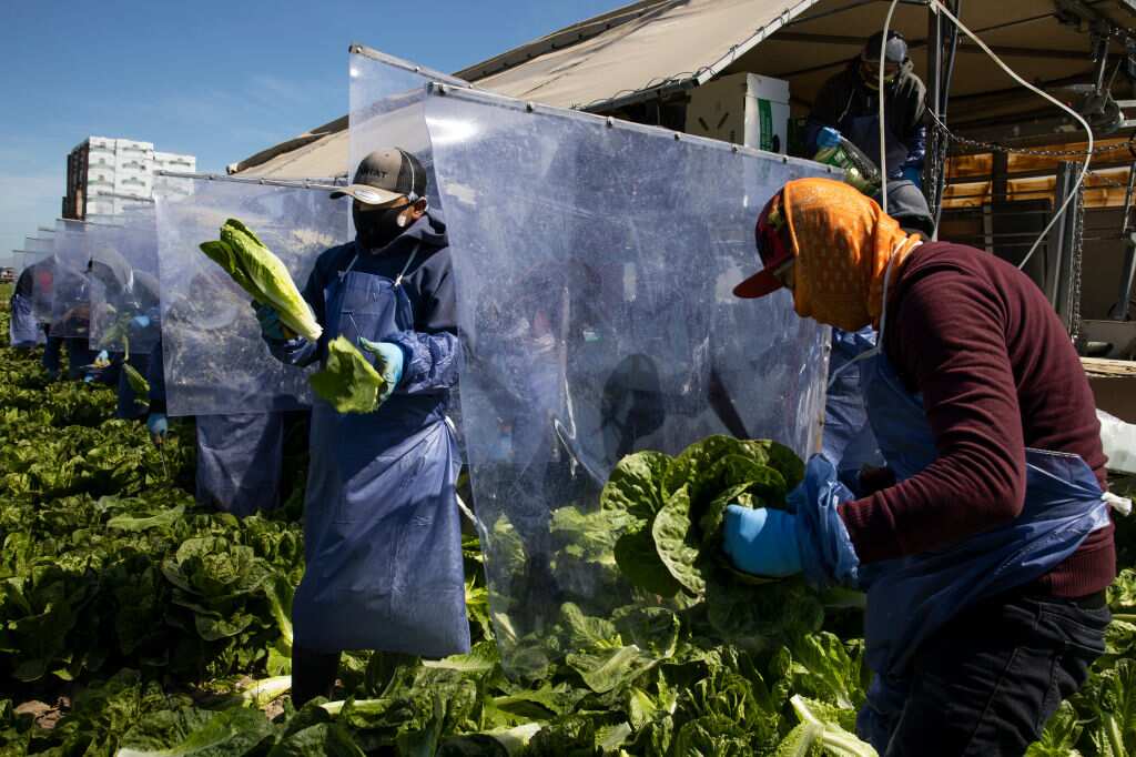 Immigrant Agricultural Workers Critical To U.S. Food Security Amid COVID-19 Outbreak