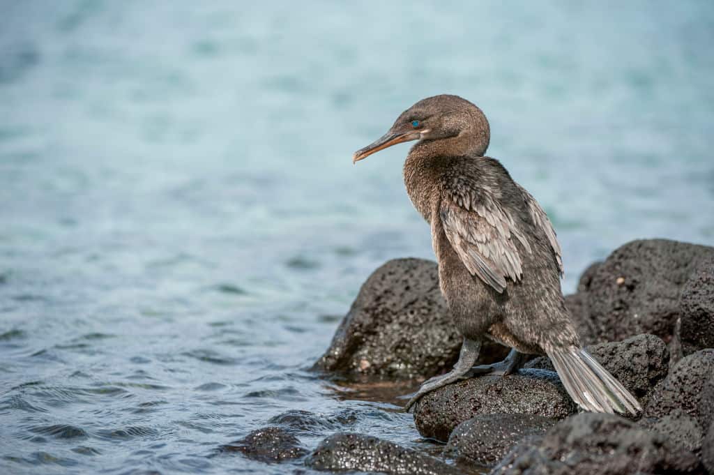 A flightless cormorant perched on a lava rock on Fernandina