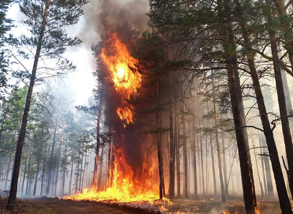  A wildfire rages in the forest. Buryat Republican Forestry in Buryatia, Russia.