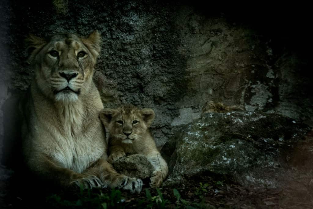 Two Asiatic Lions Were Born At The Bioparco In Rome
