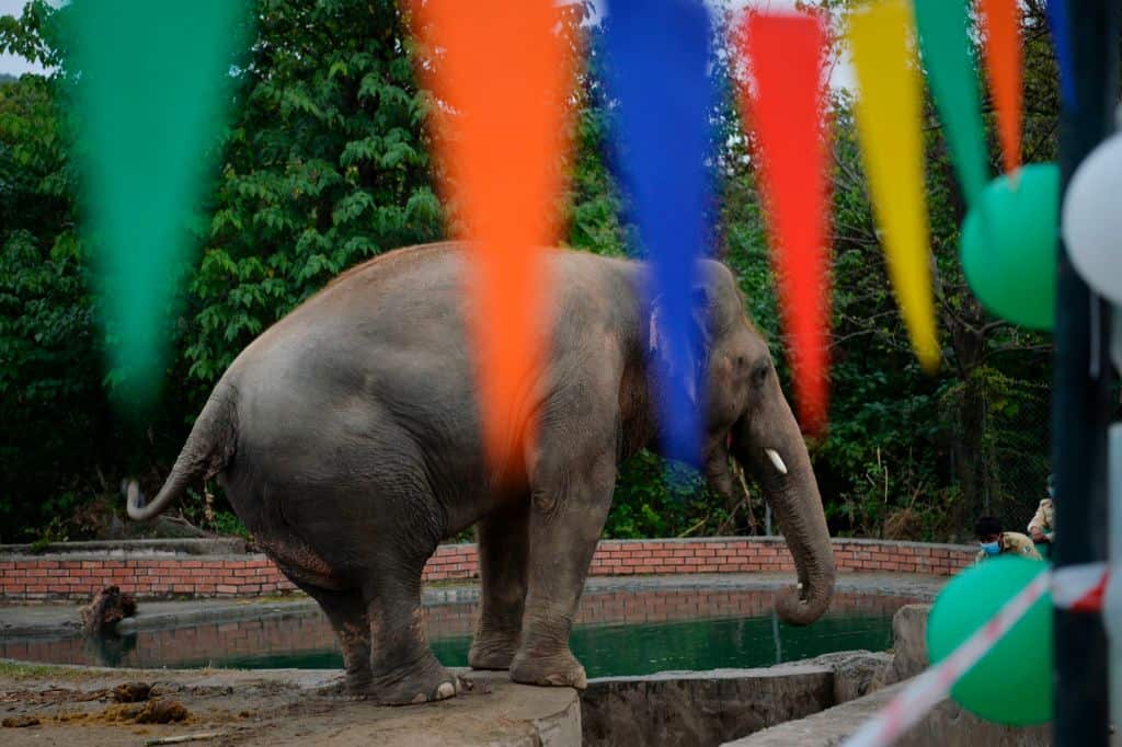 With music, treats and balloons, friends of Kavaan  threw a farewell party for the animal ahead of his relocation. 