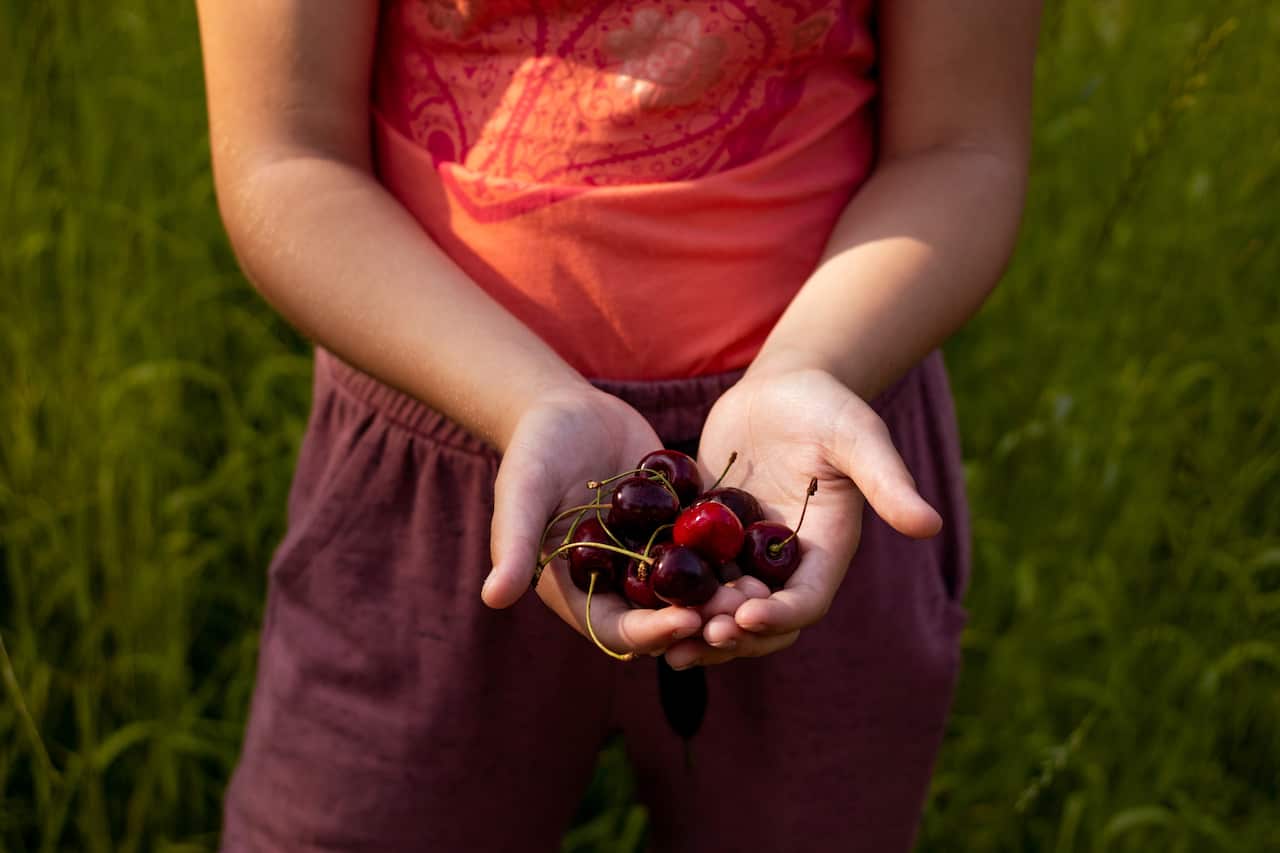 The harvest of cherries begins in November.