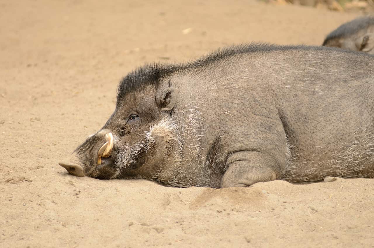 Visayan warthy pig rooting into the ground to stay cool on a warm day