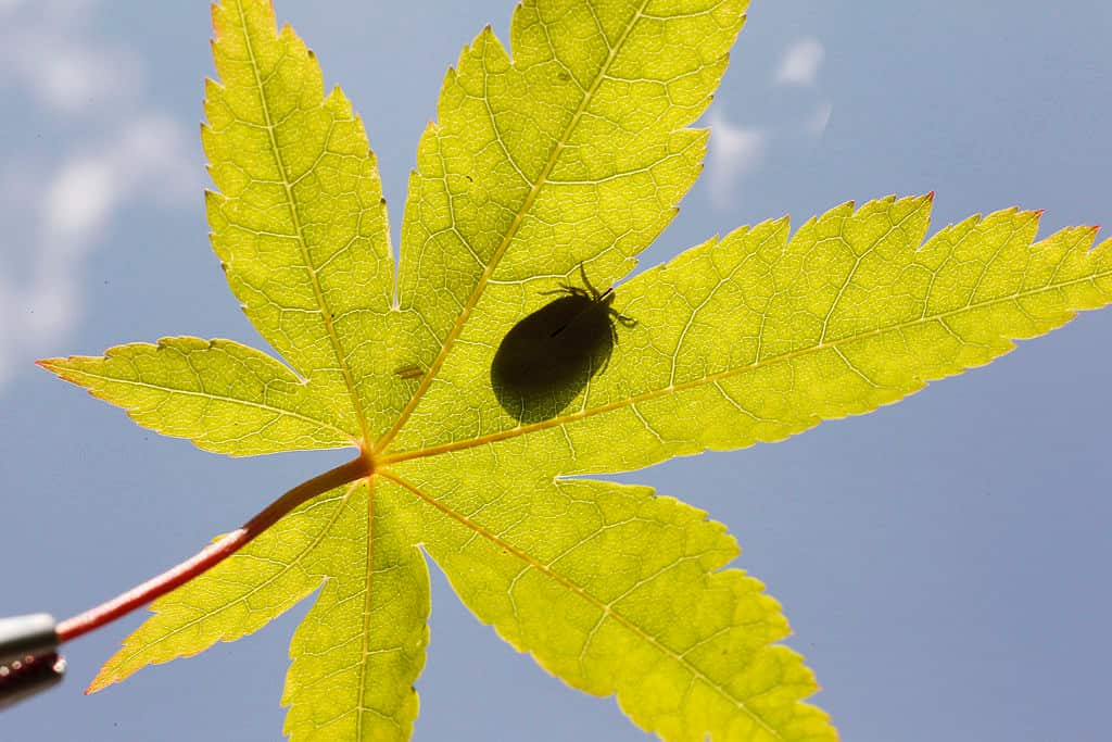 A tick on a leaf