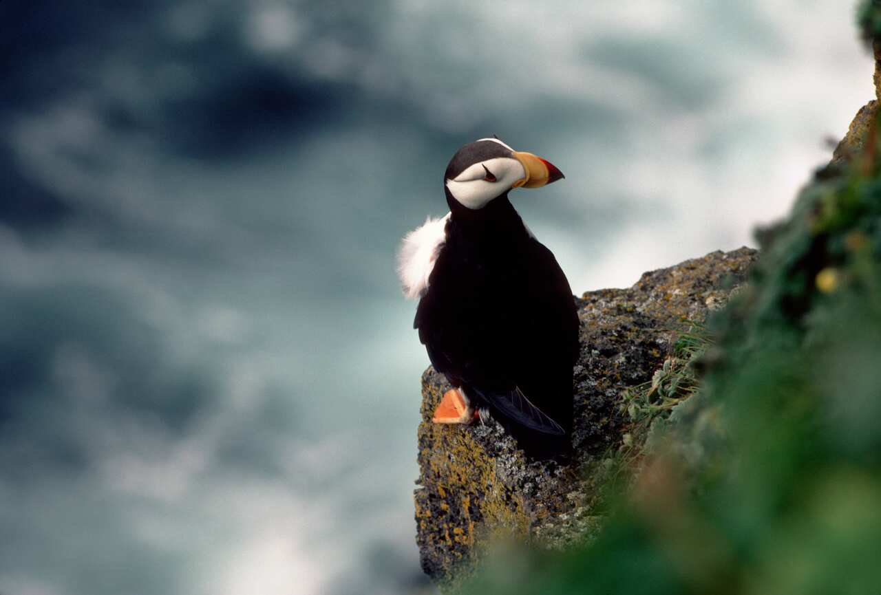 USA, Alaska, Pribilof Isl. St. Paul's Island, Horned Puffin