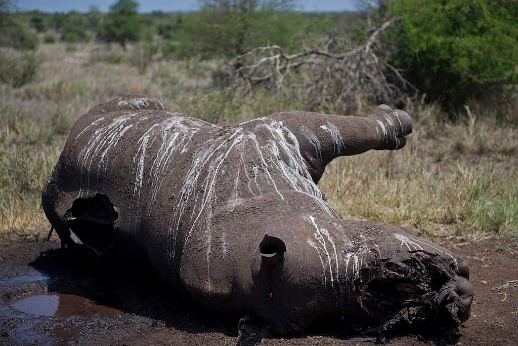 A dead rhino with its horn removed
